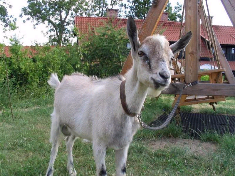 Eksperyment z „Kozą”. Przegląd muzyki kaszubskiej